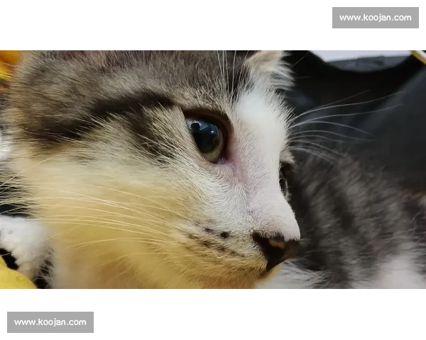 武汉猫咪比赛精彩上演 萌宠竞技与智力挑战共融成亮点